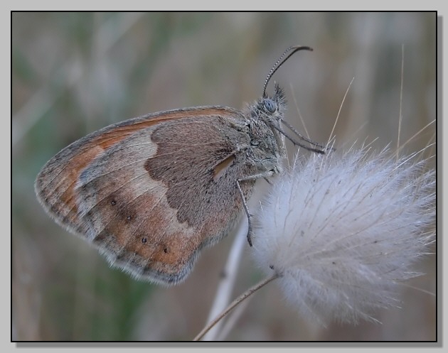 Coenonympha pamphilus
